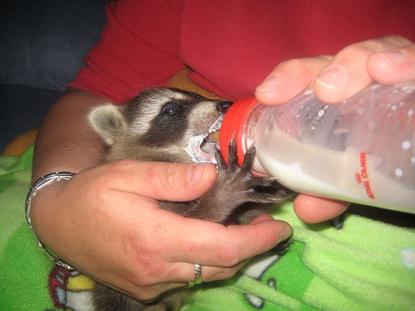 Waschbär-Waisenkind! Seine Mutter wurde, obwohl es verboten ist, getötet!