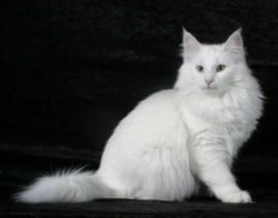 4 Norwegische Waldkatze Ciao Bellas Pricilla