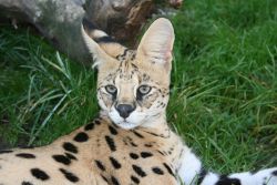 Azeem Serval