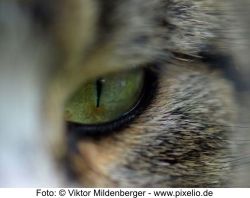 Die Geschichte der Katze Foto Viktor Mildenberger pixelio.de
