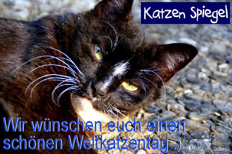 Weltkatzentag 08.08.2014