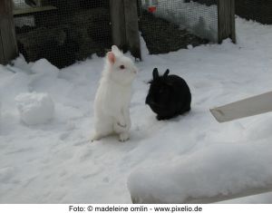 1 Außenkaninchenhaltung -  Foto madeleine omlin pixelio de