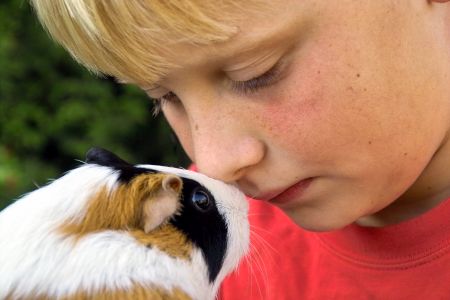 Blonder Junge mit Meerschweinchen