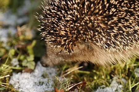 Igel Steinsdoerfer TASSO-e-V