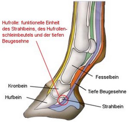 1 Hufrolle schematisch