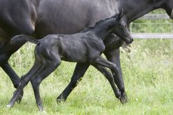 1 Pferde sind Nestflüchter