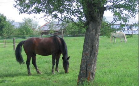 Anweiden Anweiden