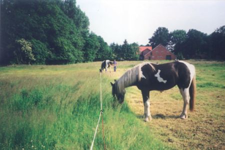 Anweiden Portionsweide