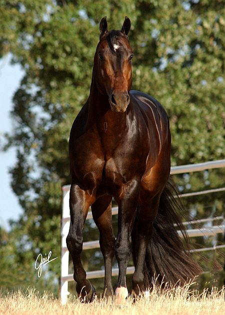 Leading Sire - One Hot Krymsun - Foto Gail