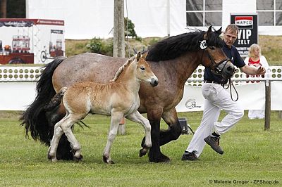 2.Platz Hengstfohlen (Arvid x Norelli) - Foto: © M.Groger