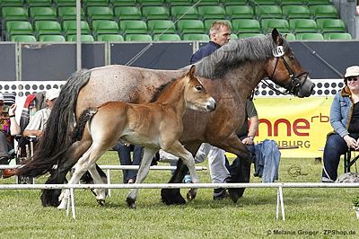 3.Platz Hengstfohlen (Arvid x Norderelbe) - Foto: © M.Groger