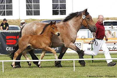 Sieger der Hengstfohlen (Louis x Bella) - Foto: © M.Groger