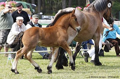 Sieger der Hengstfohlen (Louis x Bella) - Foto: © M.Groger