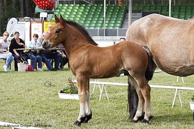 Sieger der Hengstfohlen (Louis x Bella) - Foto: © M.Groger