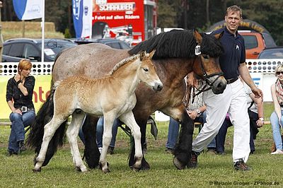 2.Platz Hengstfohlen (Arvid x Norelli) - Foto: © M.Groger