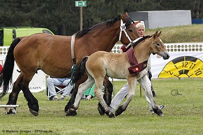 Siegerin der Stutfohlen (Franziskus x StPr Lilly) - Foto: © M.Groger