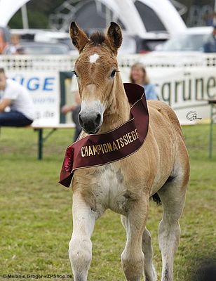 Siegerin der Stutfohlen (Franziskus x StPr Lilly) - Foto: © M.Groger