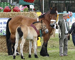 Siegerin der Stutfohlen (Franziskus x StPr Lilly)