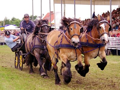 Titanen der Rennbahn 2015 - Foto: Elke Schulze