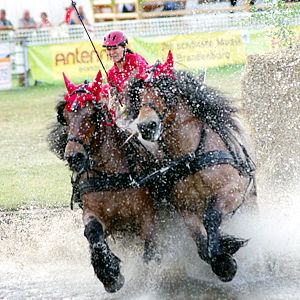 Titanen der Rennbahn 2015 - Foto: Elke Schulze