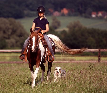 Coloured Arabians  Foto: Gabriele Metz, www.gabriele-metz.de