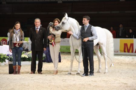 Vollblutaraber Championat auf der Pferd Wels 2014 - Fotoquelle Messe Wels