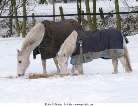 Winterweide Foto: Dieter Schütz - pixelio.de