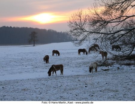 Winterweide Foto: Hans-Martin Kast - pixelio.de