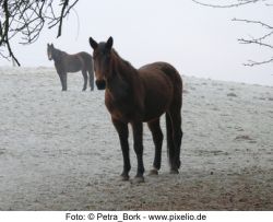 Winterweide Foto: Petra Bork - pixelio.de