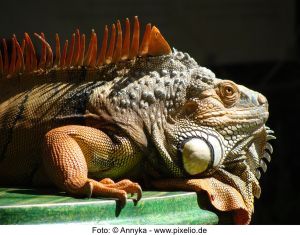 LEGUAN - Foto Annyka- pixelio.de