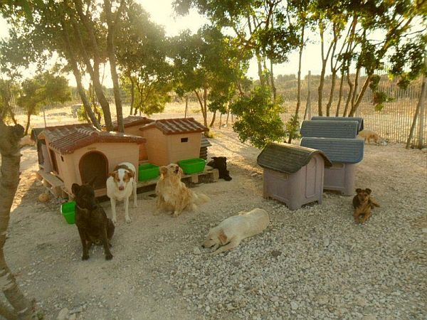 Hunde im Tierschutzzentrum Oasi Nuova Vita